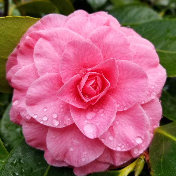 Vulnerability and Gratitude with Bréne Brown